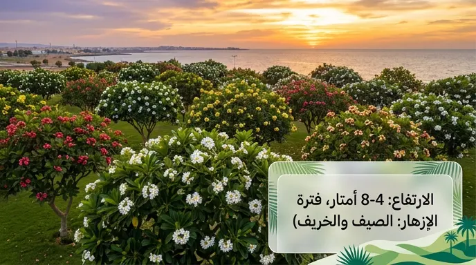 أشجار الياسمين الهندي في جازان تحول المتنزهات الساحلية إلى واحات استوائية تعزز جودة الحياة