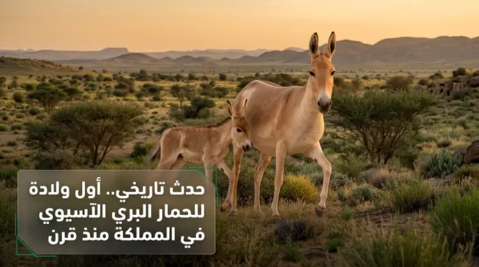 ولادة أول مهر للحمار البري الآسيوي في السعودية بعد غياب استمر لأكثر من مائة عام