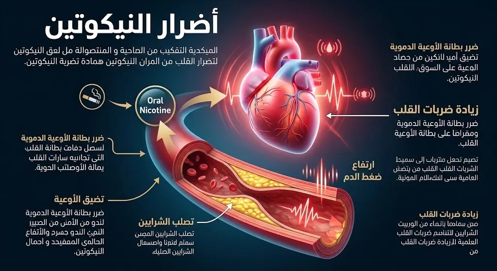إنفوجرافيك ثلاثي الأبعاد يوضح آلية تضرر القلب وتصلب الشرايين بسبب النيكوتين الفموي