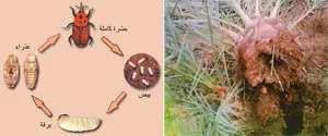 بعد اكتشاف آفة سوسة النخيل الحمراء؟ سوسة النخيل الحمراء آفة تؤدي إلى دمار وهلاك فسائل النخيل