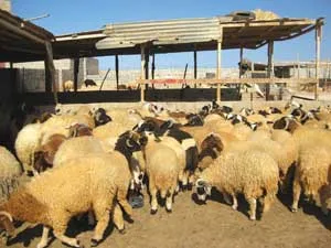 استطلاع حول أضاحي العيد العيد .. بين ارتفاع وانخفاض سعر الأضحية
