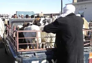 خــروف العيد أكمل مشــوار الغـلاء في‮ ‬هذا العــام تجار المواشي‮ ‬يستغلون فترة العيد للتحكم في‮ ‬سعر المواشي