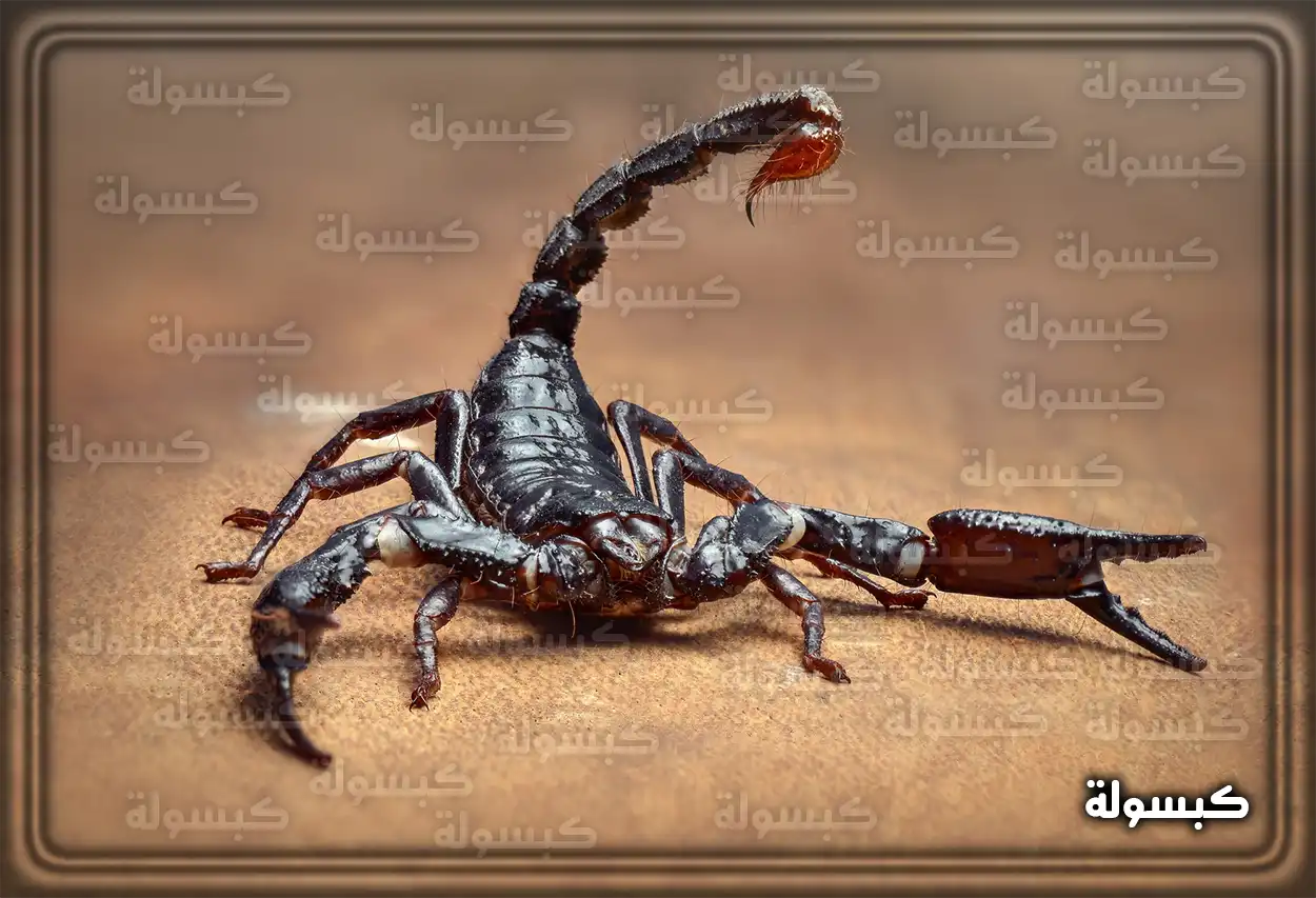 تفسير حلم رؤية العقرب في المنام
