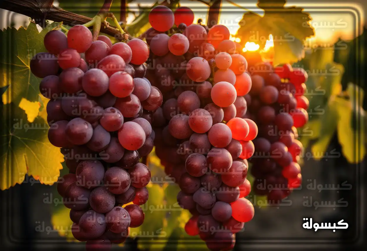 تفسير حلم رؤية العنب الأحمر في المنام