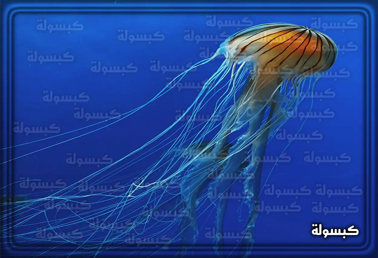 تفسير رؤية حلم قنديل البحر في المنام