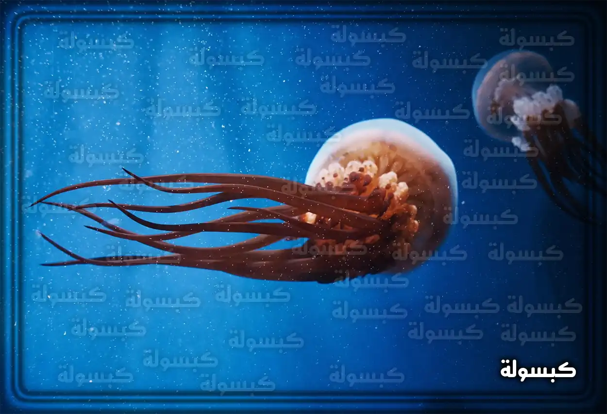 تفسير رؤية حلم قنديل البحر في المنام