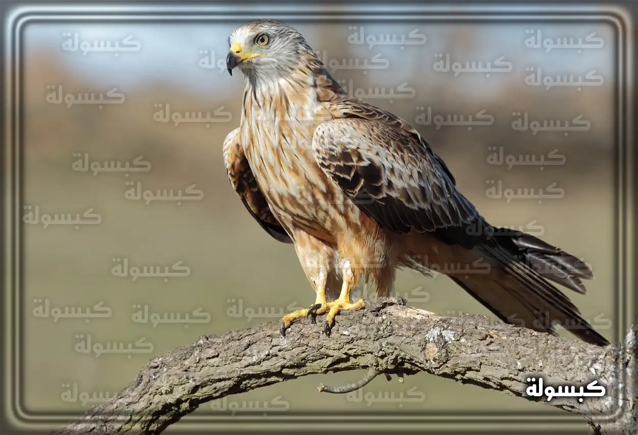 تفسير رؤية حلم الصقر في المنام لابن سيرين - تحقيق الأمنيات بالمشيئة