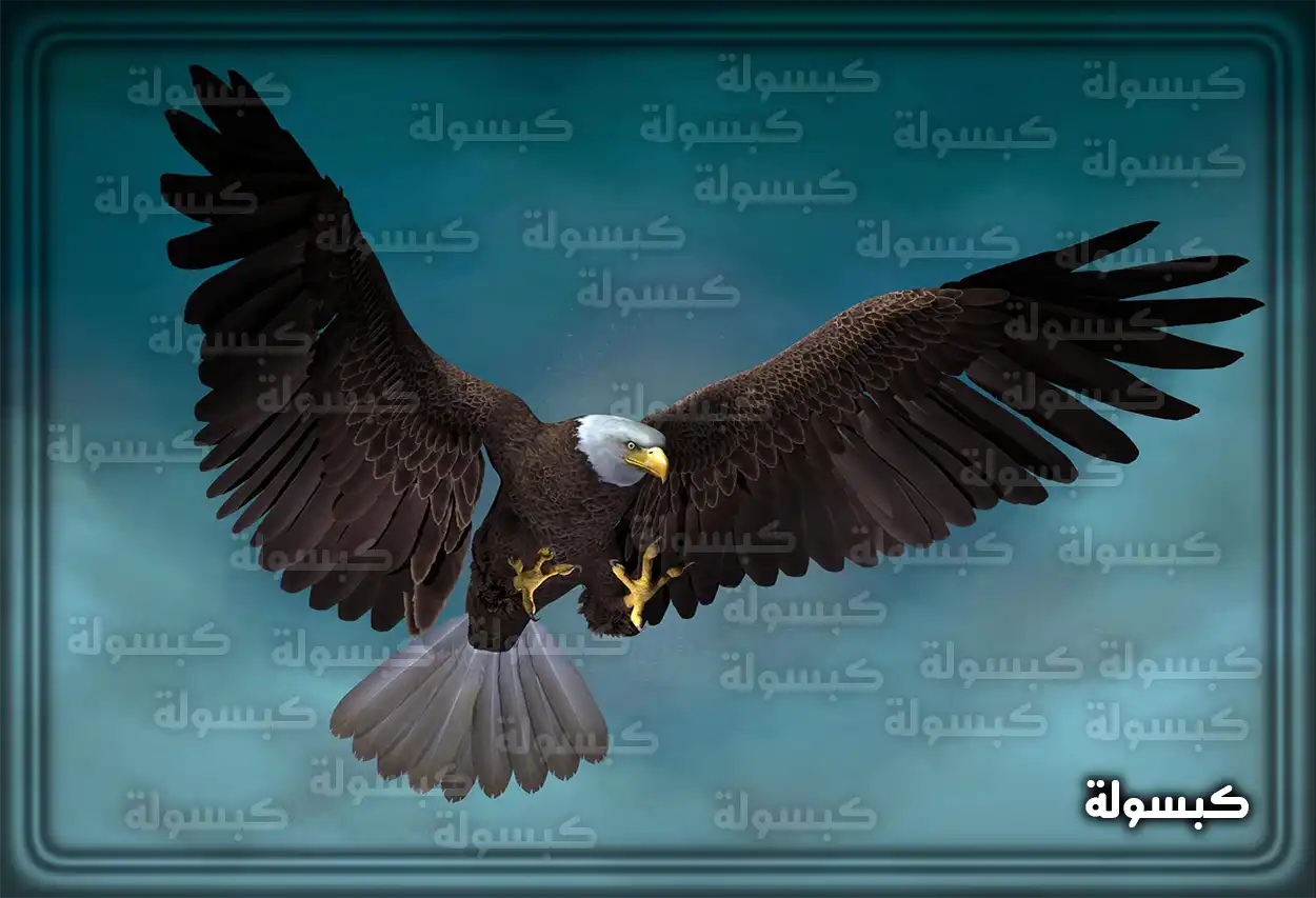 تفسير رؤية حلم الصقر في المنام لابن سيرين - أحلامك راح تتحقق
