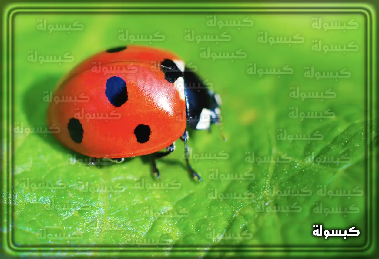 تفسير رؤية حلم الخنفساء في المنام