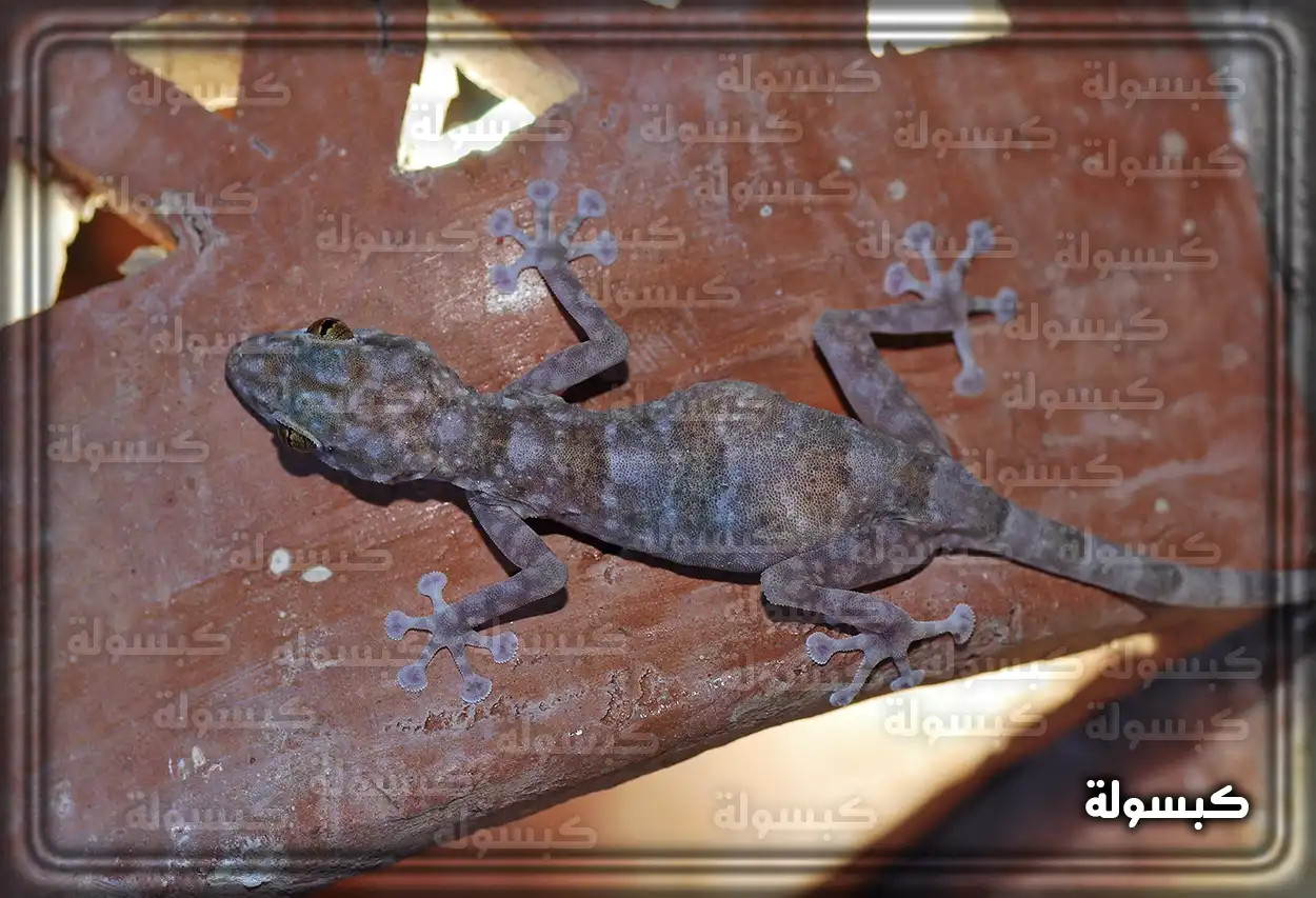تفسير حلم رؤية الضب في المنام