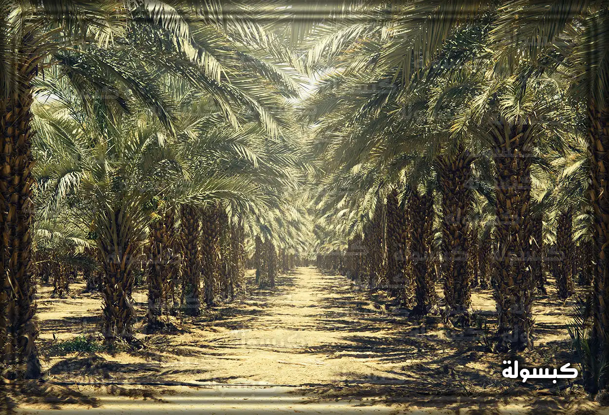 تفسير حلم رؤية النخيل في المنام
