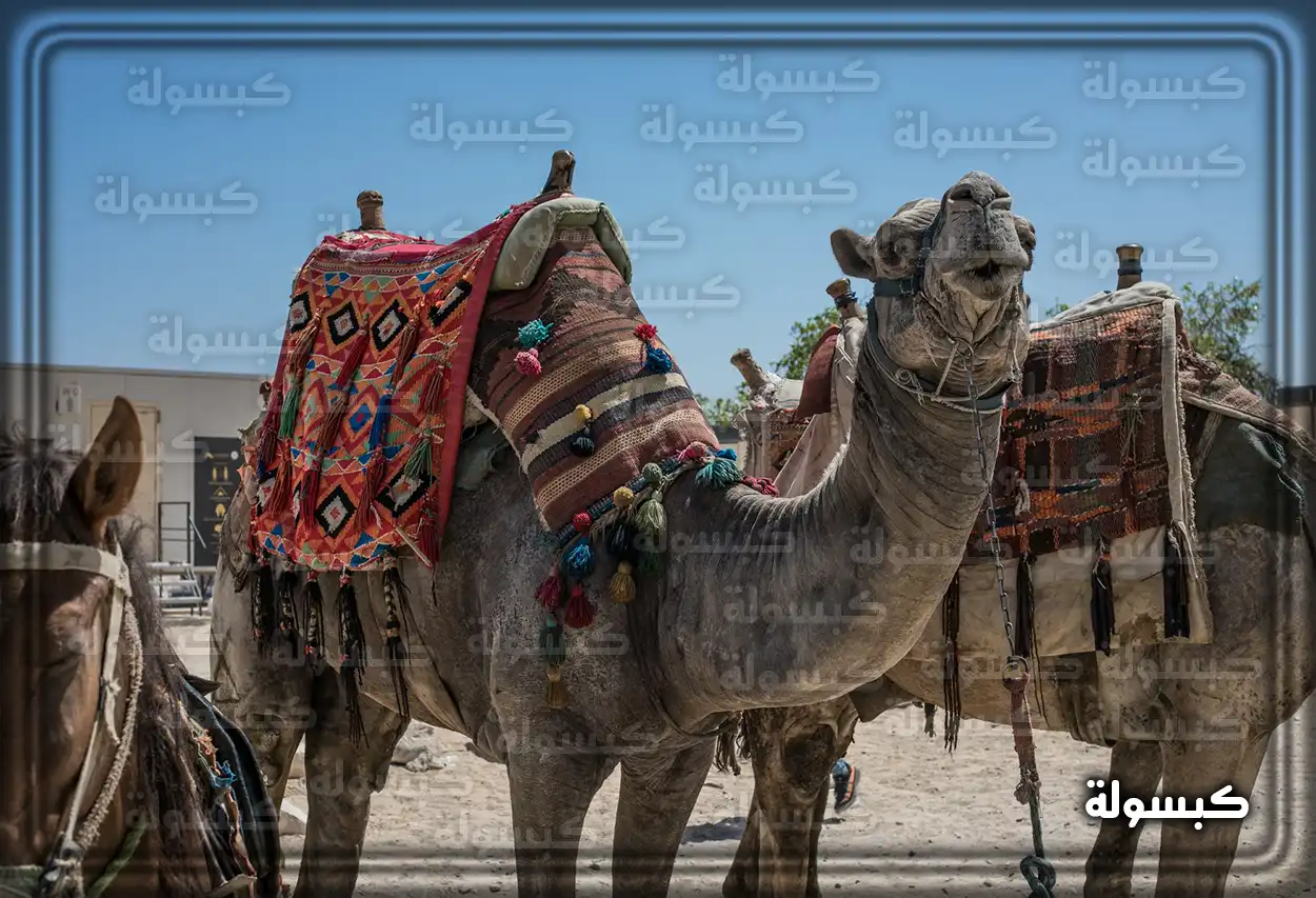 تفسير رؤية حلم الجمل في المنام
