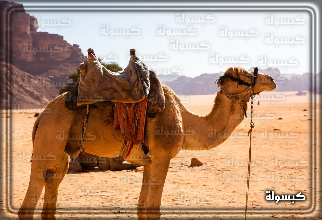 تفسير رؤية حلم الجمل في المنام