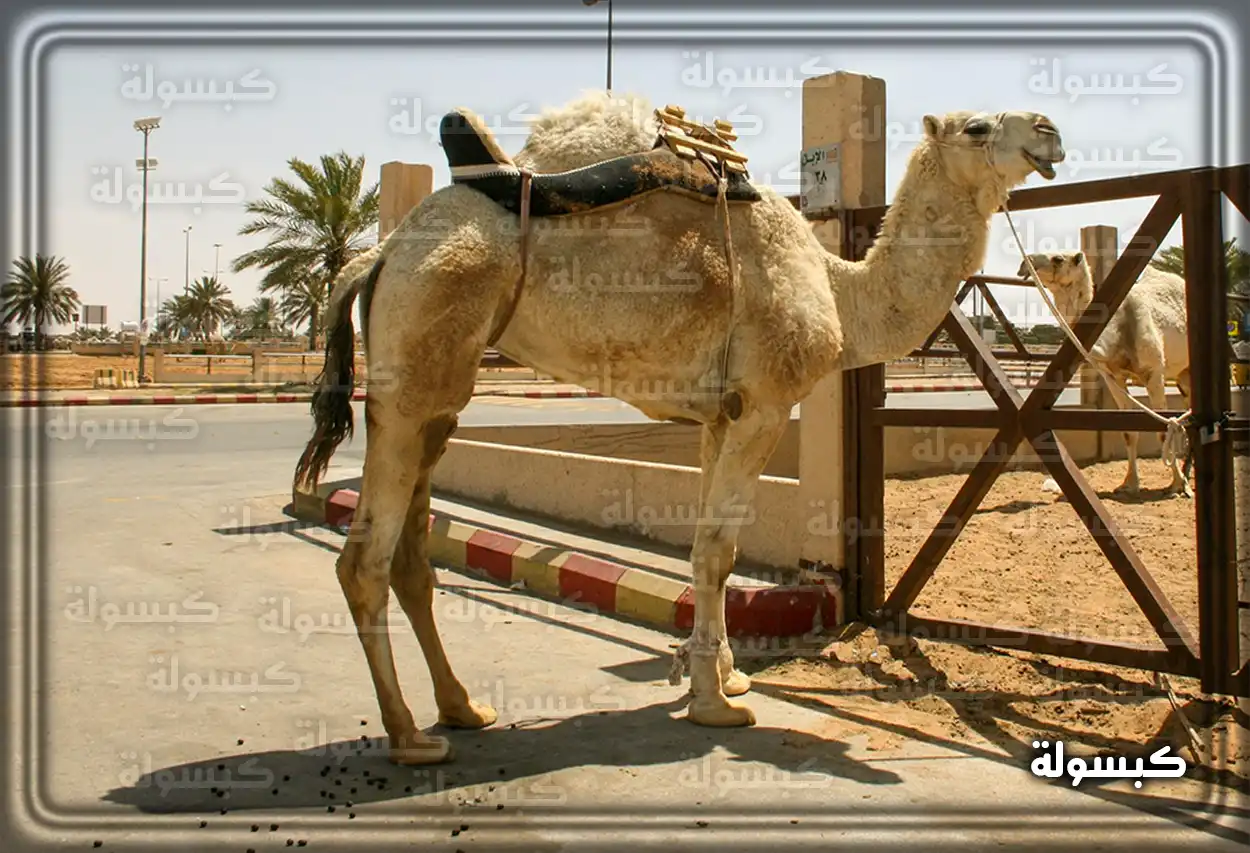 تفسير رؤية حلم الجمل في المنام