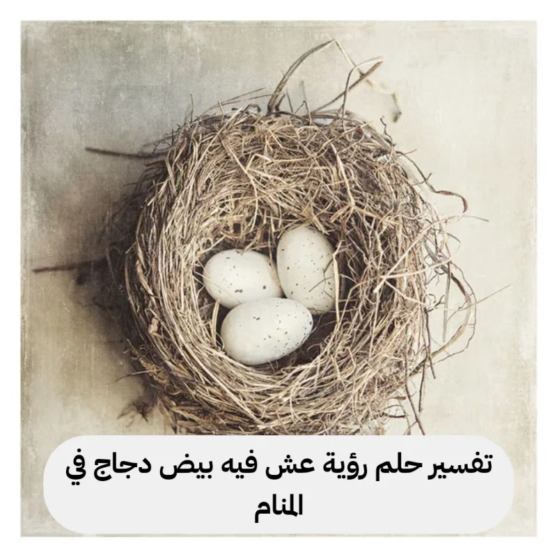 تفسير حلم رؤية عش فيه بيض دجاج في المنام