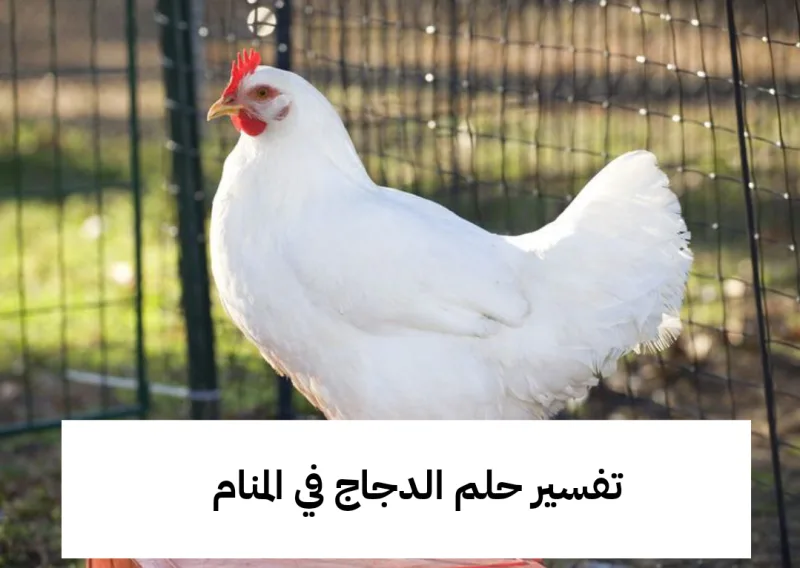 تفسير حلم الدجاج في المنام - رمز ودلالات رؤية الفراخ في الحلم للمراه العزباء والحامل والمتزوجة