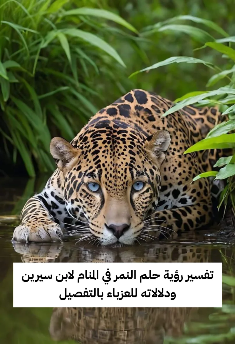 تفسير رؤية حلم النمر في المنام لابن سيرين ودلالاته للعزباء بالتفصيل