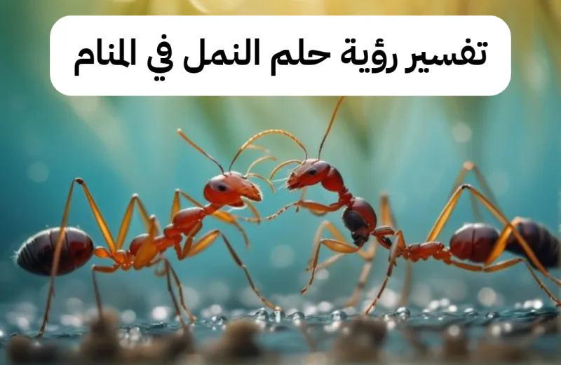 تفسير رؤية حلم النمل في المنام