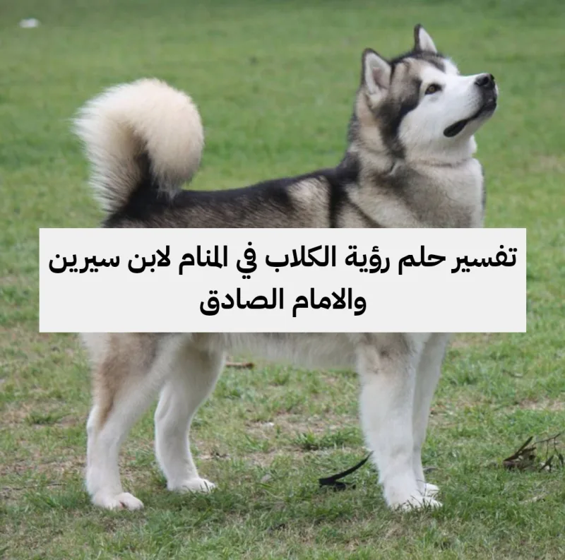 تفسير حلم رؤية الكلاب في المنام لابن سيرين والامام الصادق