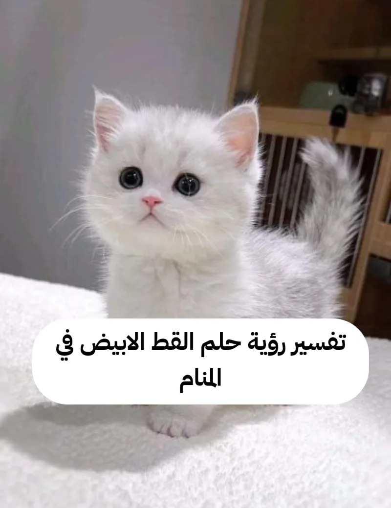 تفسير رؤية حلم القط الابيض في المنام