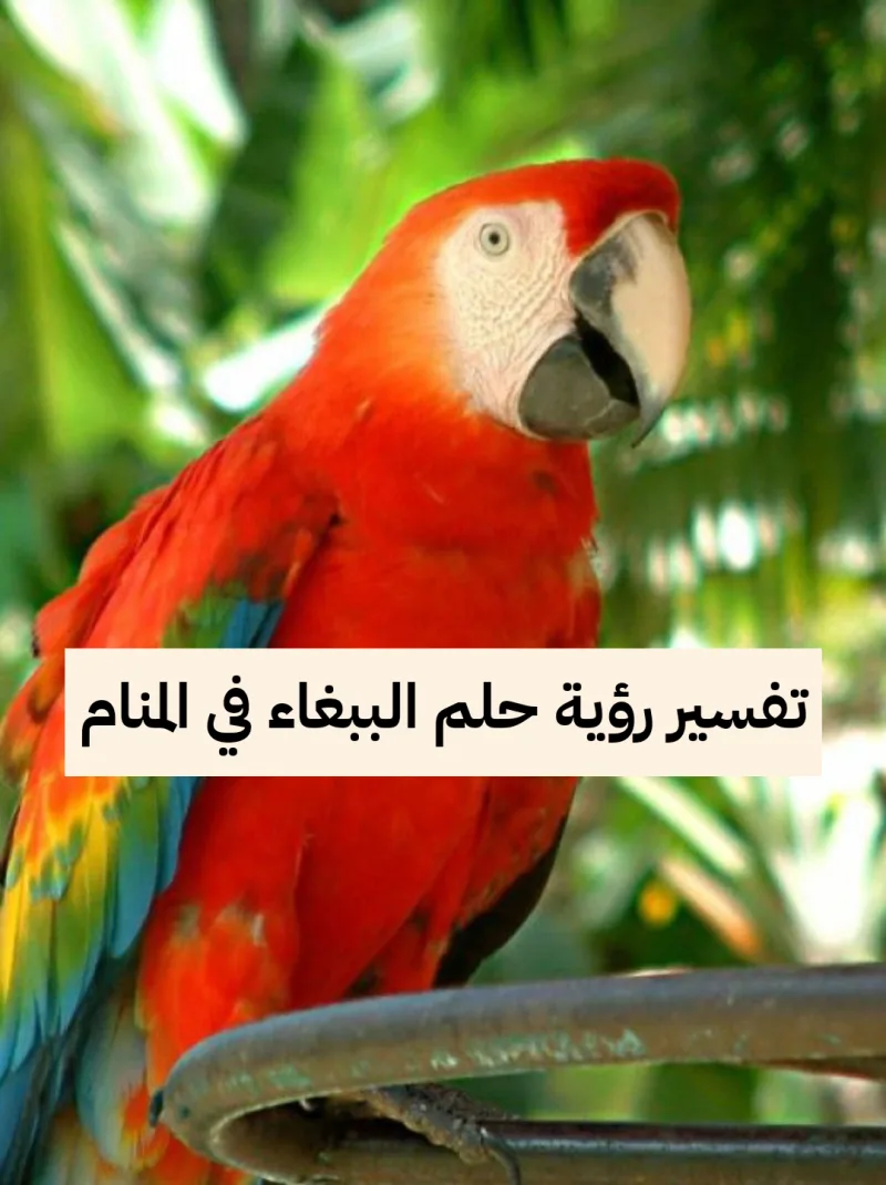 تفسير رؤية حلم الببغاء في المنام