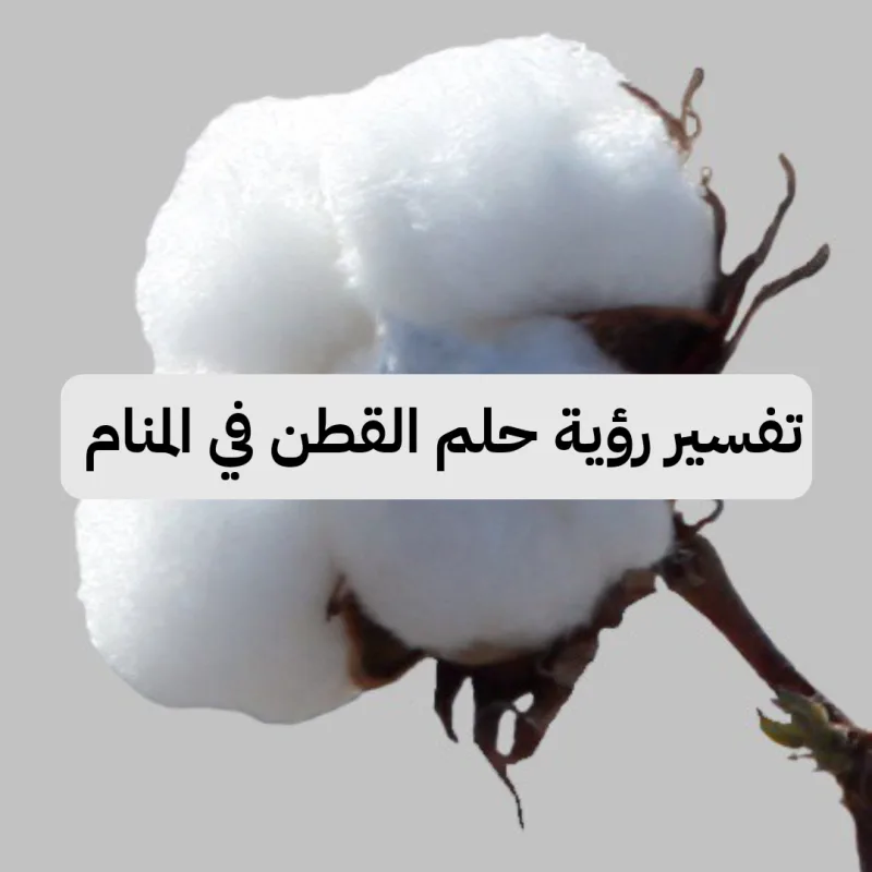 تفسير رؤية حلم القطن في المنام .. زواج ومشاريع ناجحة