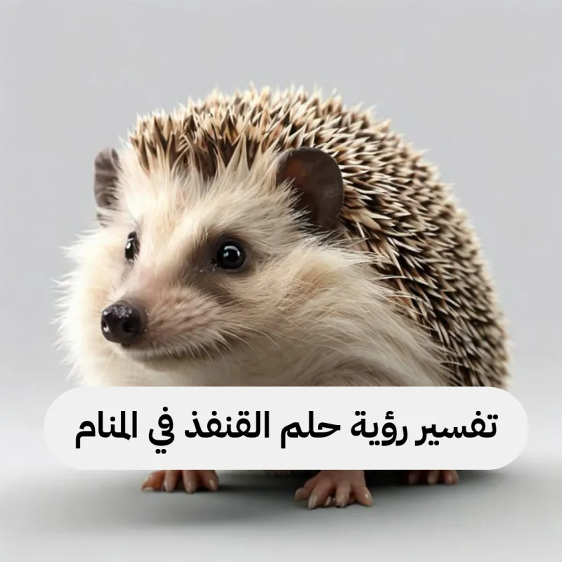 تفسير رؤية حلم القنفذ في المنام
