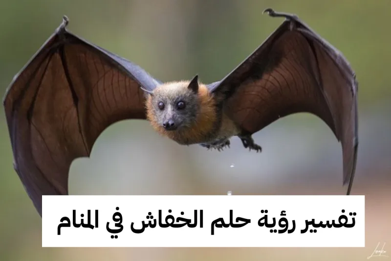 تفسير رؤية حلم الخفاش في المنام .. أموال قادمة وزواج قريب
