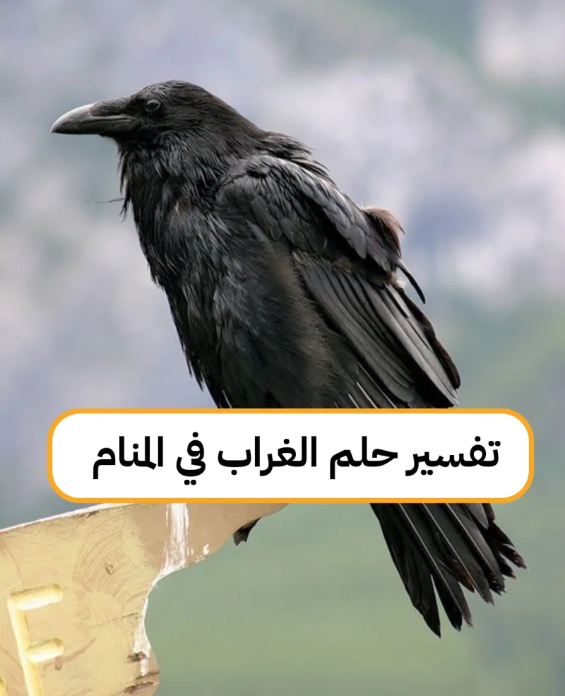 تفسير حلم الغراب في المنام - رمز رؤية الغراب في الحلم لابن سيرين