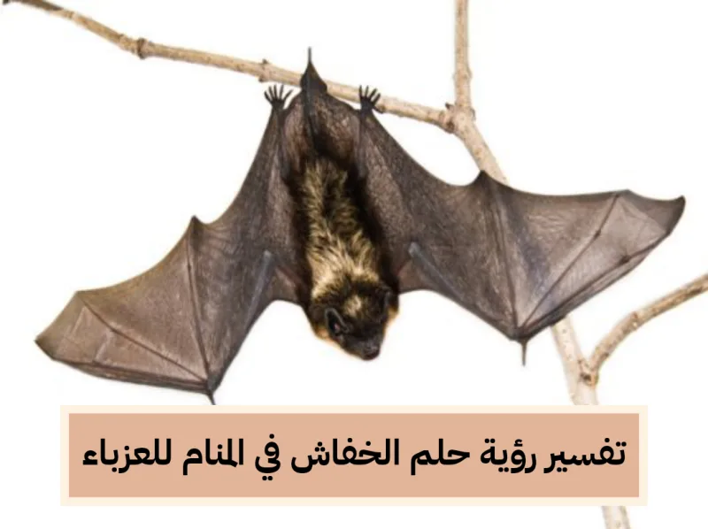 تفسير رؤية حلم الخفاش في المنام للعزباء