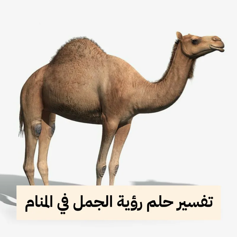 تفسير حلم رؤية الجمل في المنام