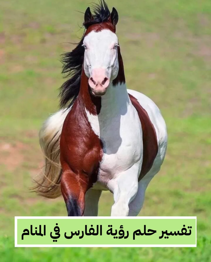 تفسير حلم رؤية الفارس في المنام للعزباء والمتزوجة