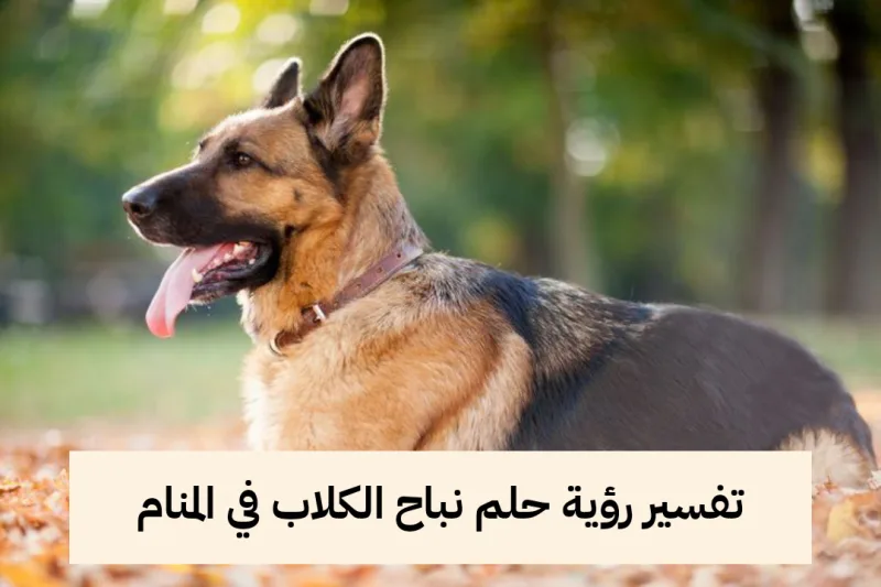 تفسير رؤية حلم نباح الكلاب في المنام للعزباء والمتزوجة