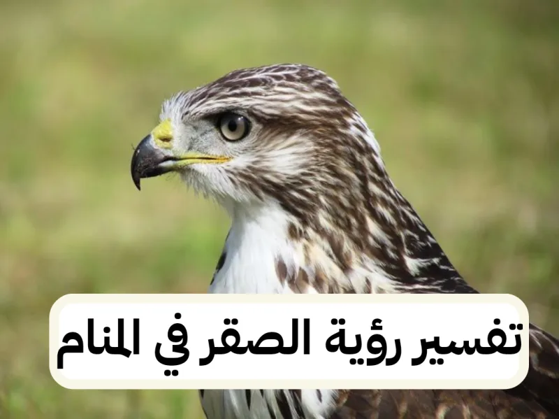 تفسير رؤية الصقر في المنام