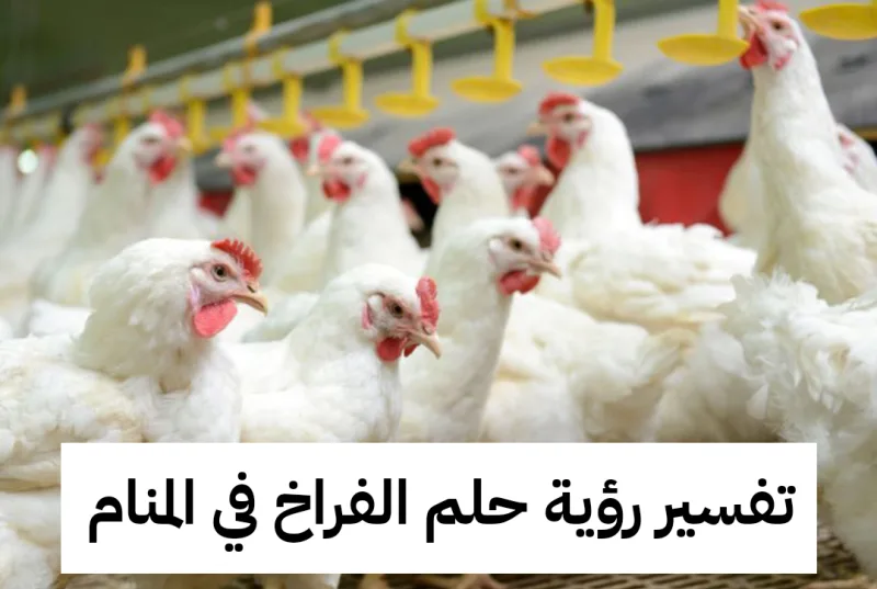 تفسير رؤية حلم الفراخ في المنام