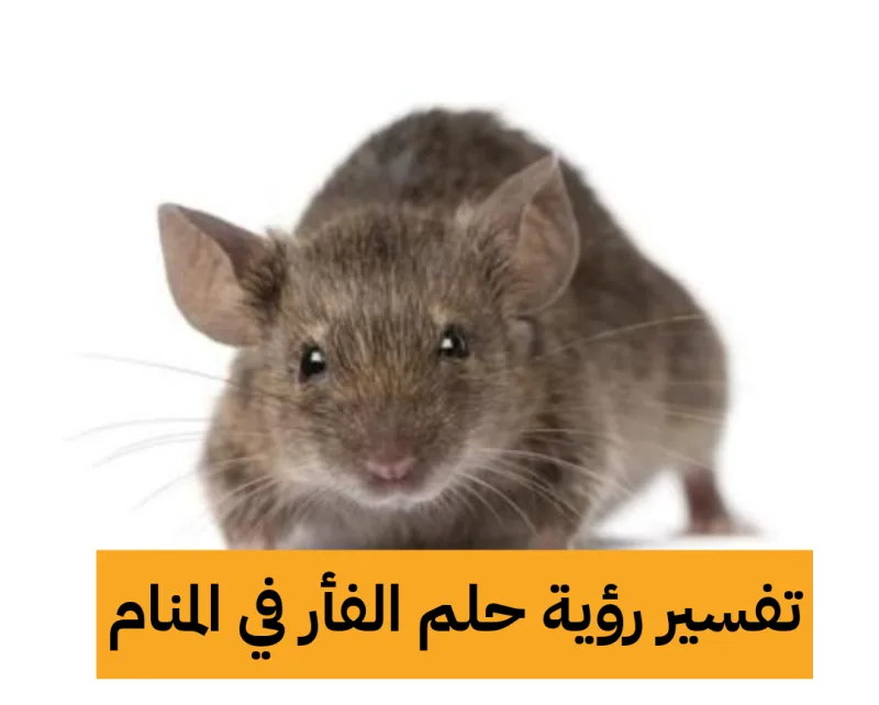 تفسير رؤية حلم الفأر في المنام للنابلسي وابن سيرين بالتفصيل