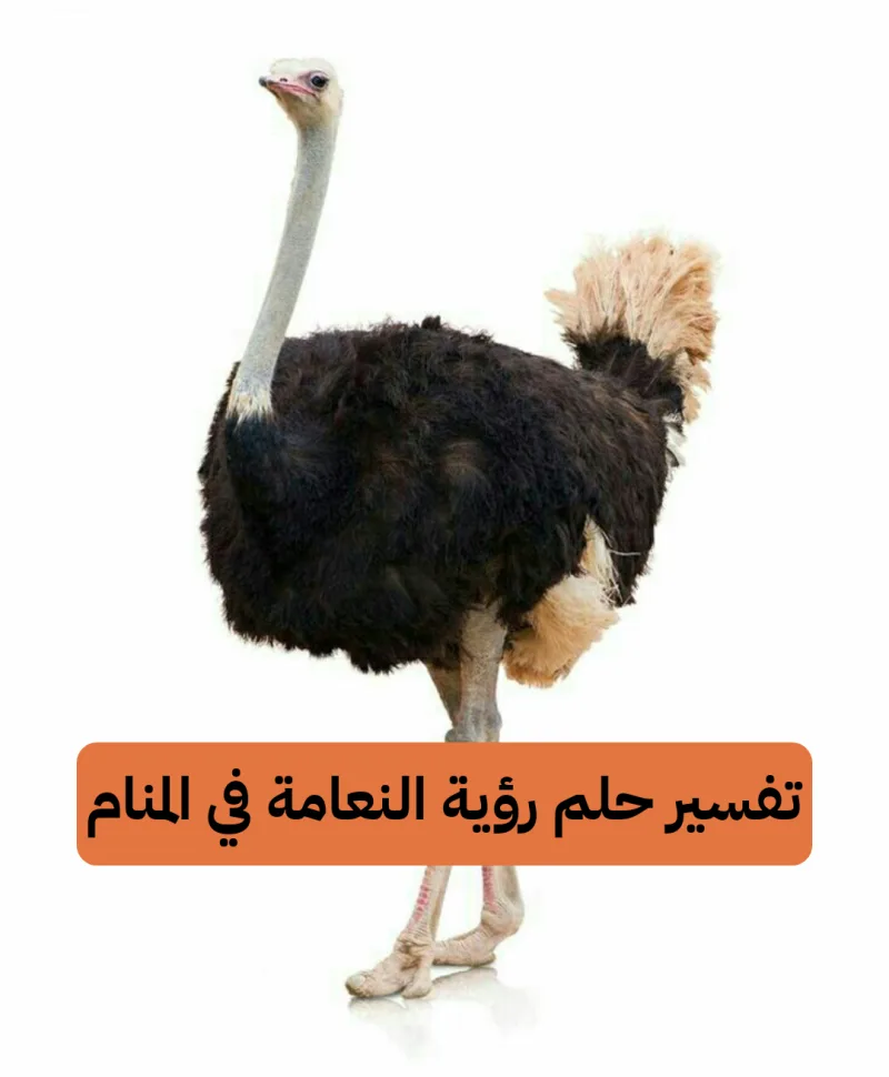 تفسير حلم رؤية النعامة في المنام للعزباء والمتزوجة بالتفصيل