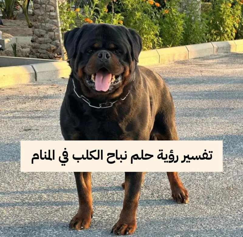 تفسير رؤية حلم نباح الكلب في المنام