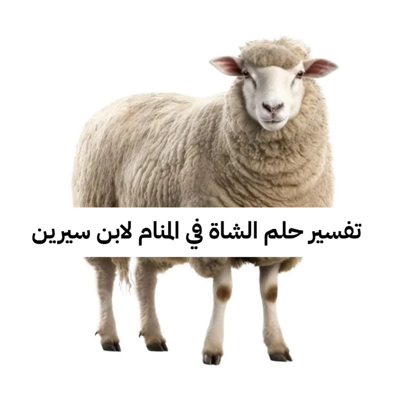 تفسير حلم الشاة في المنام لابن سيرين - رمز رؤية الشاه في الحلم للنابلسي