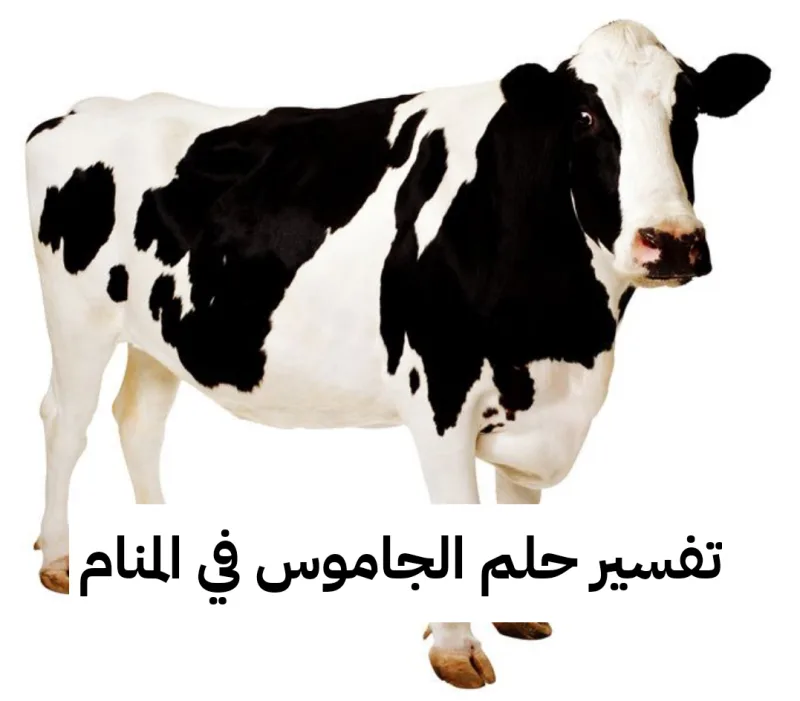 تفسير حلم الجاموس في المنام لابن سيرين - رمز رؤية الجاموسة في الحلم