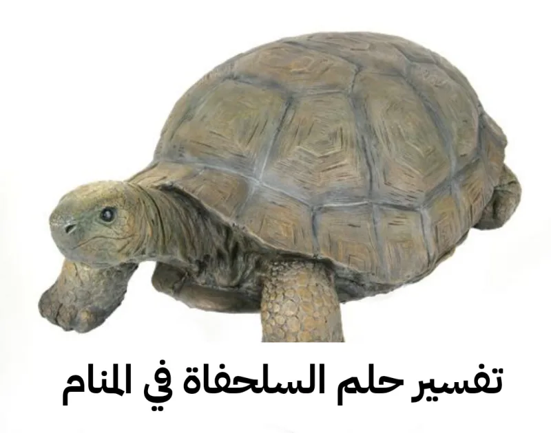تفسير حلم السلحفاة في المنام لابن سيرين - رمز رؤية السلاحف في الحلم