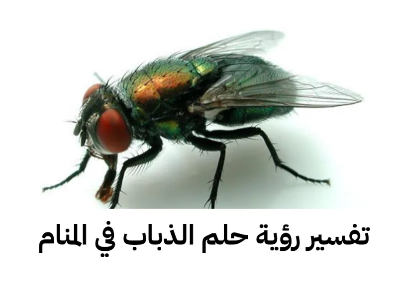 تفسير رؤية حلم الذباب في المنام