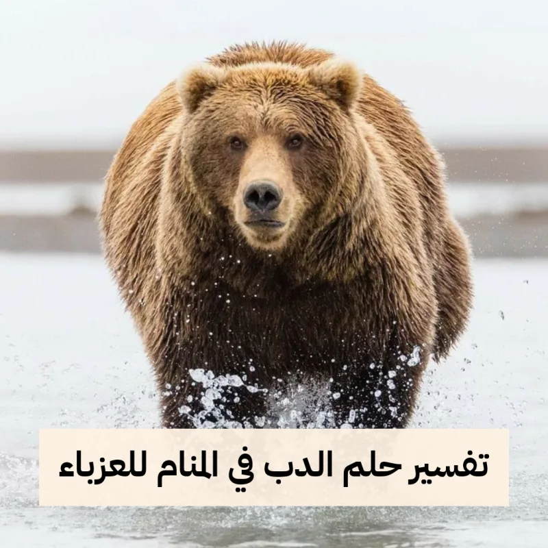تفسير حلم الدب في المنام للعزباء - رمز رؤية الدب في الحلم