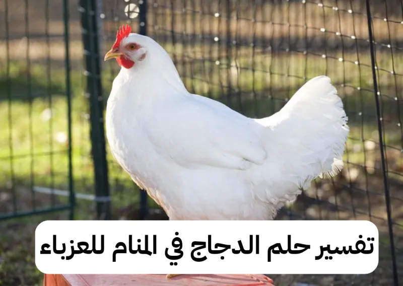 تفسير حلم الدجاج في المنام للعزباء - رمز رؤية الفراخ في الحلم