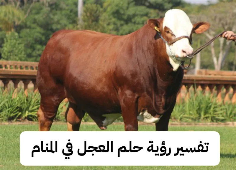 تفسير رؤية حلم العجل في المنام