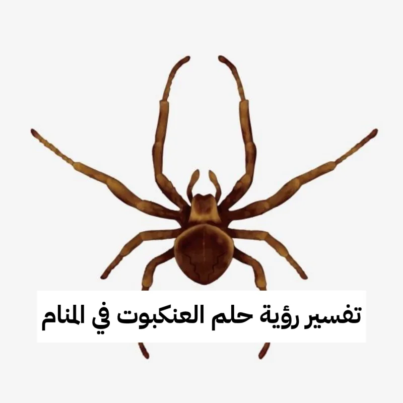 تفسير رؤية حلم العنكبوت في المنام بالتفصيل