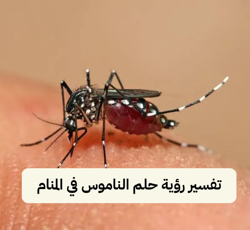 تفسير رؤية حلم الناموس في المنام ومعناه لابن سيرين