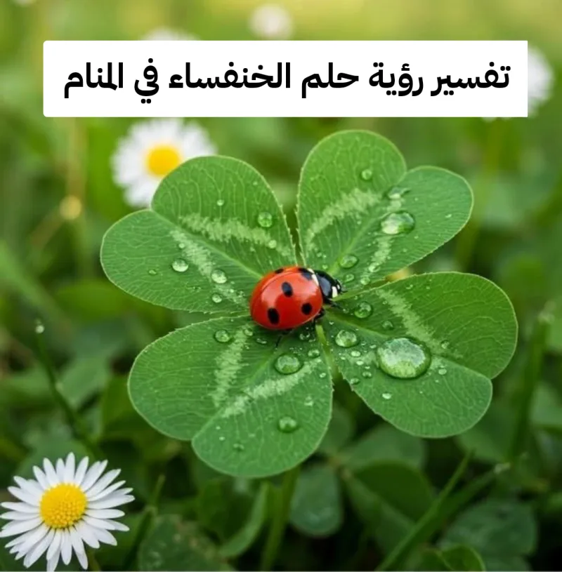تفسير رؤية حلم الخنفساء في المنام للمرأه وللرجل ومعناها بالتفصيل