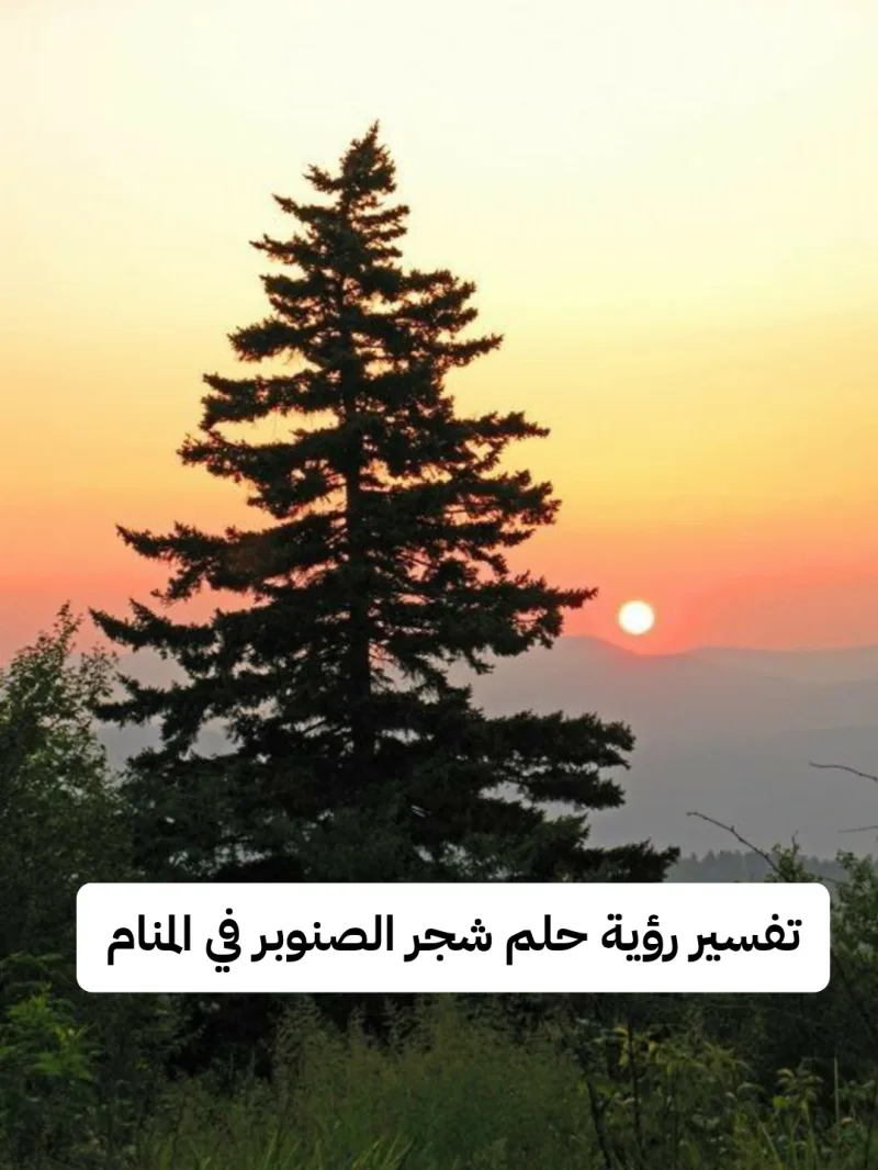 تفسير رؤية حلم شجر الصنوبر في المنام للرجل والمرأه لابن سيرين بالتفصيل