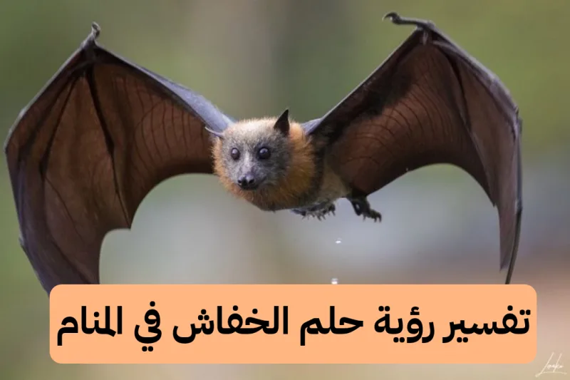 تفسير رؤية حلم الخفاش في المنام لابن سيرين